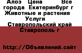 Алоэ › Цена ­ 150 - Все города, Екатеринбург г. Животные и растения » Услуги   . Ставропольский край,Ставрополь г.